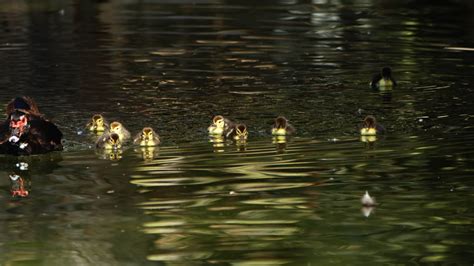 Mother and Kids Baby Duck Family in Nature 13398398 Stock Video at Vecteezy