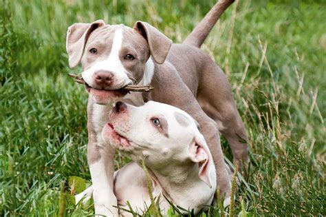 Gray And White Pitbull Puppies With Blue Eyes