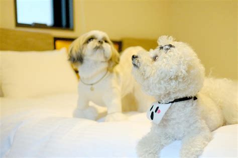 Pet-Friendly Hotels in Tokyo | Stay with Your Pet in These Neighborhoods