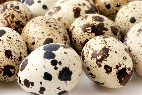 Quail Eggs: Health Benefits, Recipes & More - Heritage Acres Market LLC