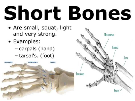 PPT - 7th Grade Unit 5: The Structure and Function of Body Systems ...