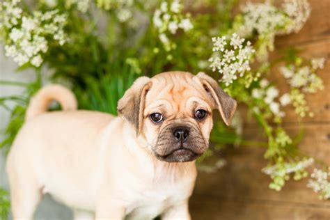 Adorable Puggle Puppies – Kellys Kennels