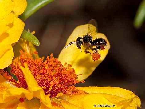 ternak trigona speciosa-lanceng: Australian Stingless Bees