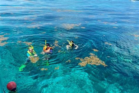 Key Largo Snorkeling Tours, Prices, Discounts: TripHobo