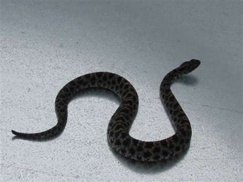 Pygmy Rattlesnake information and pictures. (Sistrurus Miliarius) from Vanishing Species Wildlife