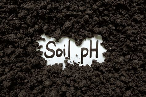 15 Essential Facts About Soil pH: Unlock Your Garden's Full Potential