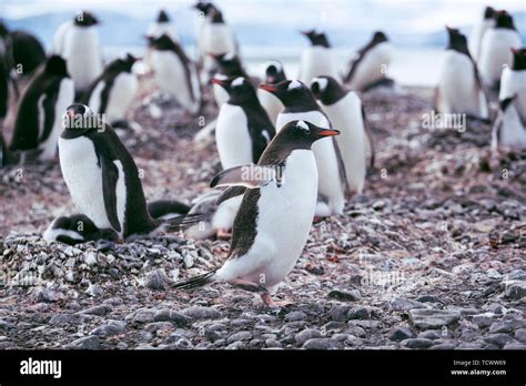 Antarctic, penguin, baby penguin, animal, poster, bird, Antarctic ...