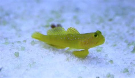 11 Best Mandarin Goby (Dragonet) Tank Mates (With Pictures) | Aqua Movement