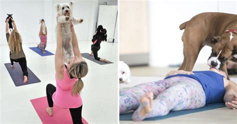 Discover the Benefits of Doga: Yoga Sessions with Your Dog