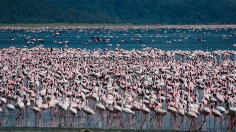 Lake Nakuru National Park Adventure Tours - Journeys International