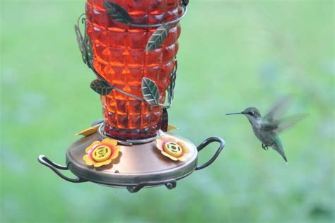 The Best Hummingbird Feeder You Can Choose for Your Garden - Garden and ...