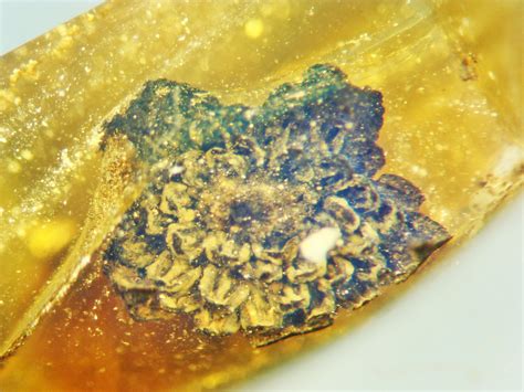 Flower trapped in amber reveals new fossil species