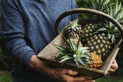 Pineapple Harvest » Tips to Get Your Picking On