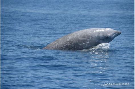 Study confirms beaked whales' incredible diving abilities