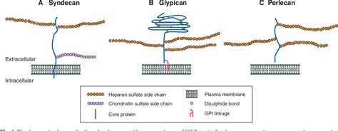 [PDF] Functions of heparan sulfate proteoglycans in cell signaling during development | Semantic ...