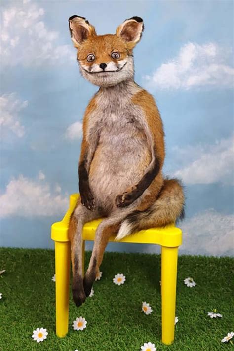 Hilarious Bad Taxidermy by artist Adele Morse Bad Taxidermy Fox, Funny ...