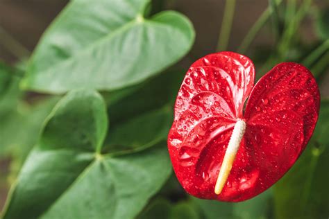 Anthurium Meaning & Symbolism: Ultimate Guide - Petals And Hedges