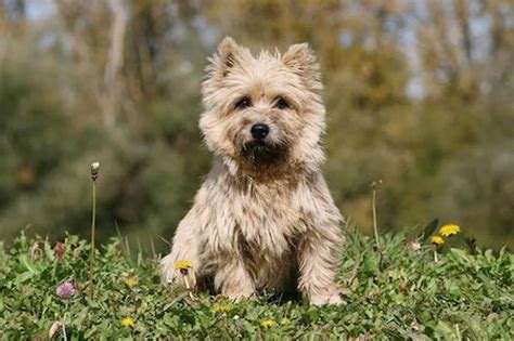 Cairn Terrier [Ultimate Guide: Health, Personality & More]