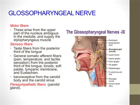 Glossopharyngeal nerve : origin , course , & applied anatomy