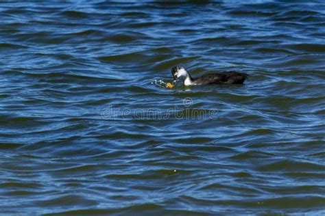 Baby goose on water stock photo. Image of swimming, nature - 124764214