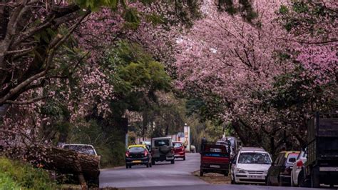 COVID can’t stop cherry blossoms from blooming in Shillong | Condé Nast Traveller India | Trends