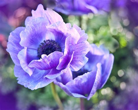 Purple Poppies Photograph by Beverly Hanson | Fine Art America