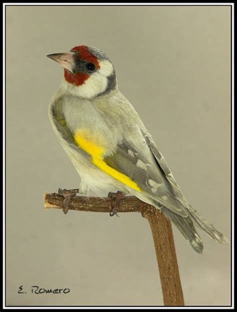 European goldfinch (Opal mutation) | Finches and small passerines color mutations | Pinterest ...