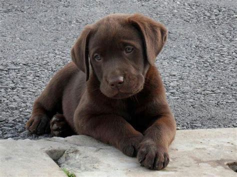 Golden Labrador (Golden Retriever x Lab) Info, Temperament, Puppies, Pictures