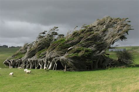 Picture of the Day: Windswept Trees » TwistedSifter