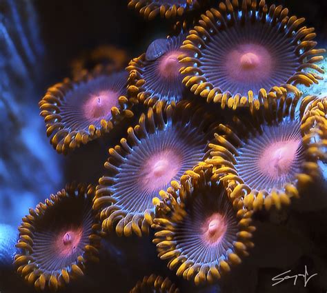 View topic - Coral macro photography | Macro photography nature, Underwater macro photography ...