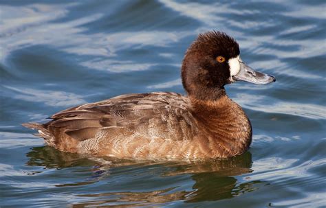 OC Birder Girl: Ring-necked Duck-- Aythya collaris