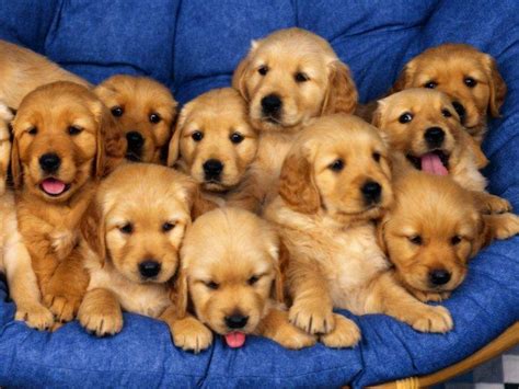 animals, Dog, Baby Animals Wallpapers HD / Desktop and Mobile Backgrounds