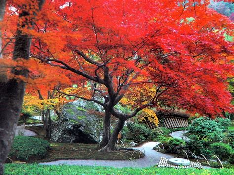 Autumn in Japan by Daniele Ruiu - Desktop Wallpaper