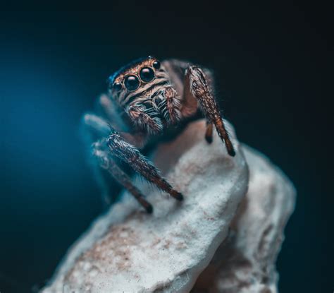 2,000+ Best Spider Photos · 100% Free Download · Pexels Stock Photos