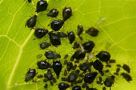 Black Bean Aphid (Aphis fabae) | 28/05/2009, Connahs Quay, N… | Flickr