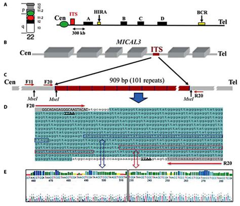 Schematic diagram of the ITS at chromosome 22q11. A Position ...