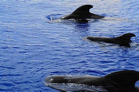 Whale watching on the way to the dive site? Only in Tenerife!