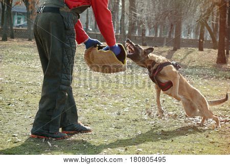 Training Working Dog Image & Photo (Free Trial) | Bigstock