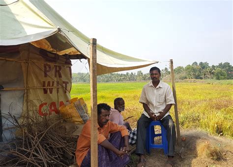 Promoting paddy, reclaiming rice in Kerala