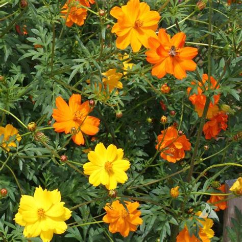 Sulphur Cosmos Bright Lights (Cosmos sulphureus) | Applewood Seed Co