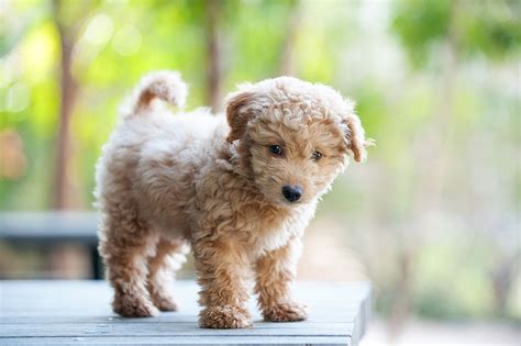 9 Dog Breeds That Look Like Puppies Even When They're Fully Grown