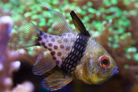 Pajama Cardinalfish: Care | Breeding | Feeding and Cost – Fishkeeping Forever