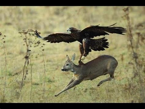 WATCH A GOLDEN EAGLE HUNTING FOR DEER - YouTube