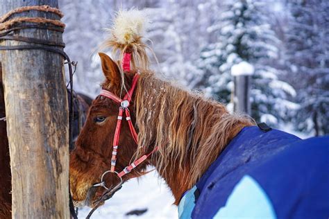 Horse Steed Mane - Free photo on Pixabay - Pixabay