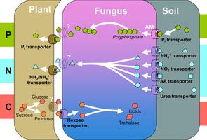 FORESTRY - LEARNING: MYCORRHIZAL SYMBIOSIS DEFINITION