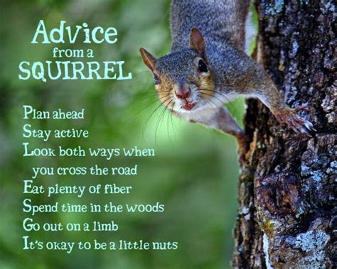 Advice From a Squirrel