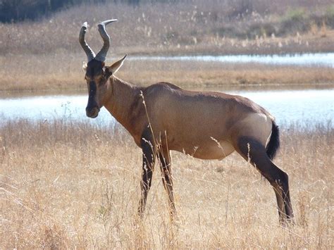 Red Hartebeest Antelope Males by OffiDocs for