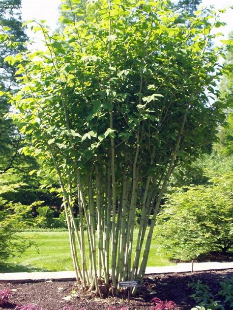 Polygonum cuspidatum ‘Spectabile’ – Brian's Botanicals