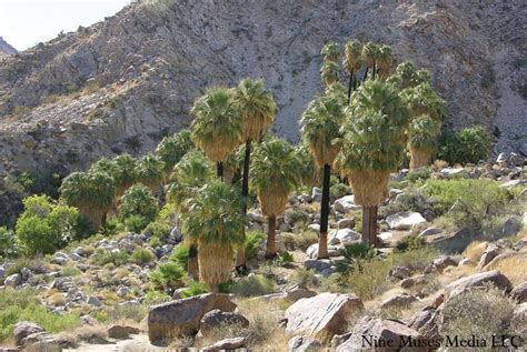 Nine Muses Media | Joshua tree national park, Twentynine palms, Joshua tree