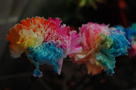 Rainbow Carnation by vintageballoons on deviantART